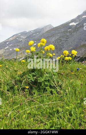 Globenblume (Trollius europaeus) im Tiroler Karwendelgebirge, Tirol, Österreich, Karwendel, Bergkette im Hintergrund Stockfoto