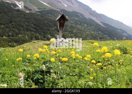 Globenblume (Trollius europaeus) vor dem Bergkreuz auf dem Sattel des Karwendelhauses, im Tiroler Karwendelgebirge, Tirol, Österreich, Karwendel, Bergkette im Hintergrund Stockfoto