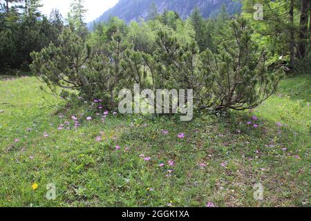 Mehlkuhslip, Mehlkerze, Primula farinosa, Wiese, Kiefernbusch, Österreich, Tirol, Karwendeltal Stockfoto