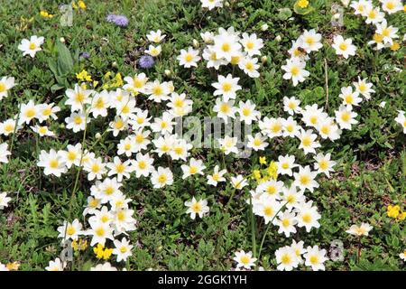 Weiße Silberwurz, (Dryas octopetala), Karwendelgebirge, Tirol, Österreich Stockfoto