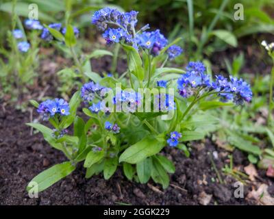 Vergissmeinnicht (Myosotis) im Bett Stockfoto