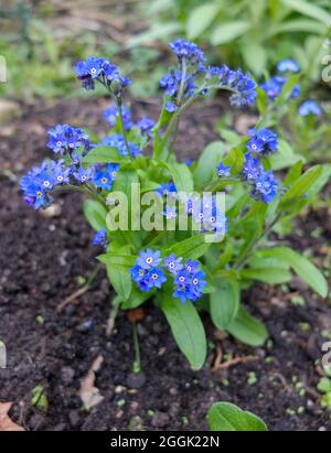 Vergissmeinnicht (Myosotis) im Bett Stockfoto