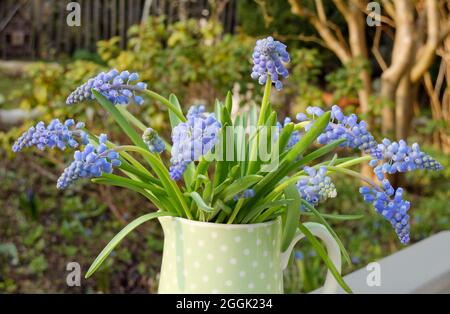 Blaue Muscari (Traubenhyazinthe) in einem Krug Stockfoto
