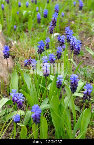 Die breitblättrige Traubenhyazinthe (Muscari latifolium) Stockfoto