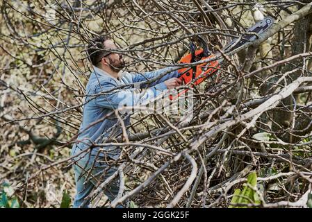 Ein Mann unter Bäumen mit einer Kettensäge Stockfoto