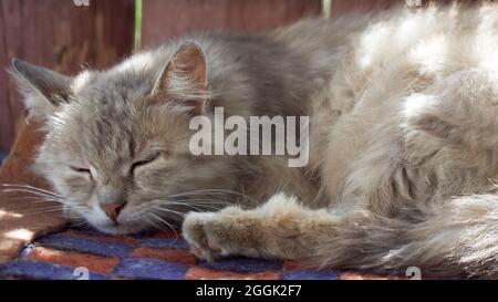 Ausgezüchtete flauschige Katze dötzt. Porträt einer grauen Katze. Stockfoto