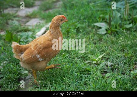 Einzelne freie braune Henne grast auf grünem Gras im Sommer sonnigen Tag. Ein kleines Junghuhn läuft frei zwischen den Gräsern. Stockfoto