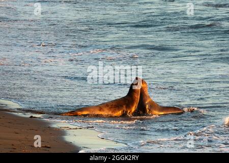 Nördliche Elefantenrobben (Mirounga angustirostris), Piedras Blancas Rookery, San Simeon, Kalifornien, USA, Stockfoto