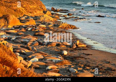 Nördliche Elefantenrobben (Mirounga angustirostris), Piedras Blancas Rookery, San Simeon, Kalifornien, USA, Stockfoto