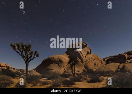 Joshua Tree (Yucca brevifolia), Sternenhimmel, Joshua Tree National Park, Mojave Desert, Kalifornien, USA, USA Stockfoto