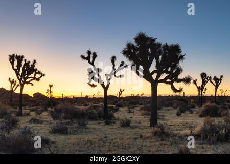 Joshua Tree (Yucca brevifolia), Sternenhimmel, Joshua Tree National Park, Mojave Desert, Kalifornien, USA, USA Stockfoto