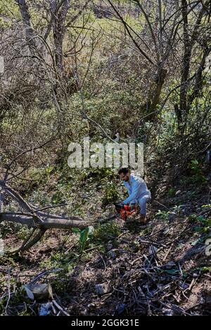 Mitten im Wald schneidet ein Mann Bäume ab. Stockfoto