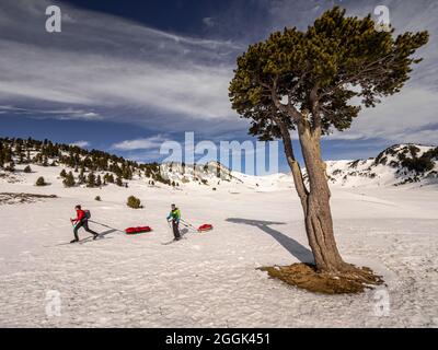 Zwei Skifahrer auf einer Skitour mit Pulka-Material-Schlitten durch das Naturschutzgebiet Réserve naturelle des Hauts Plateaus du Vercors Stockfoto