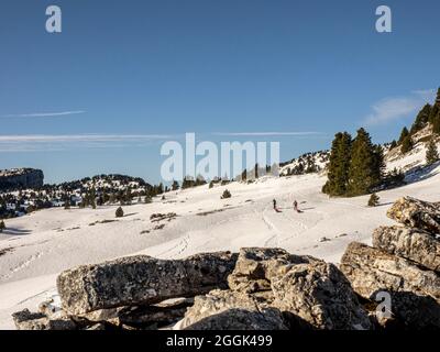 Skitour mit Pulka Material Schlitten durch das Naturschutzgebiet Réserve naturelle des Hauts Plateaus du Vercors Stockfoto