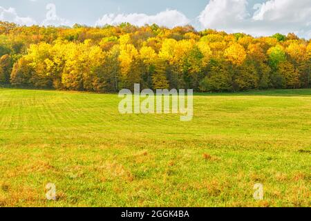 Eine Wiese mit gemähter Wiese am Waldrand Stockfoto