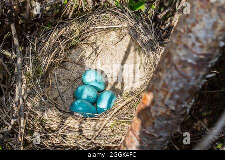 Frisches Nest mit Gemeinen Amsel (Turdus merula) Eiern in einem Wald. Stockfoto