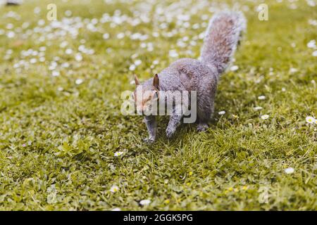 London-Eichhörnchen Stockfoto