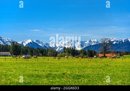 Deutschland, Bayern, Oberbayern, Pfaffenwinkel, Eberfing, Frühlingslandschaft bei Obereberfing gegen das Estergebirge und das Wettersteingebirge Stockfoto