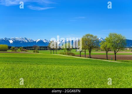 Deutschland, Bayern, Oberbayern, Pfaffenwinkel, Eberfing, Frühlingslandschaft gegen Estergebirge, Wettersteingebirge und Ammergebirge Stockfoto