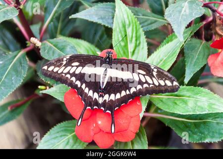 Der König Schwalbenschwanzschmetterling (Papilio thoas) in Mariposario (das Schmetterlingshaus) in Mindo, Ecuador Stockfoto