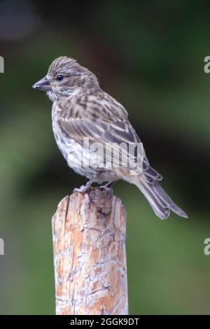 Colorado Wildlife Stockfoto