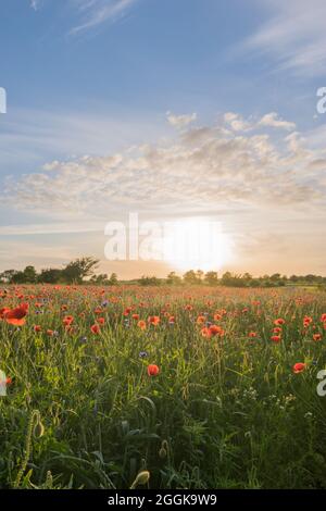 Sonnenlicht und Wolken bei Sonnenuntergang über einem Mohn-Feld in Wisch, Deutschland. Stockfoto