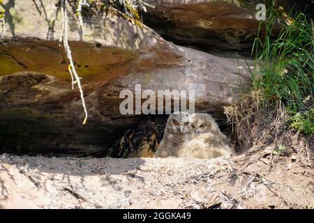 Adlerkauz (Bubo bubo) Küken in einer Spalte sitzend, Tierwelt, Schwarzwald, Baden-Württemberg, Deutschland, Stockfoto