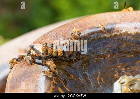 Honigbienen sammeln Wasser aus einem Brunnen, um es an einem heißen Sommertag in Süd-Arizona, USA, zum Bienenstock zurückzubringen Stockfoto