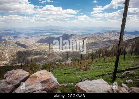 Brandnarbe auf Mt. Lemmon, Santa Catalina Mountains, in der Nähe von Tucson, Arizona, USA. Stockfoto