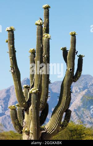 Blühender Saguaro Kaktus (Carnegiea gigantea), Catalina-Berge in der Ferne, Tucson, Arizona, USA Stockfoto