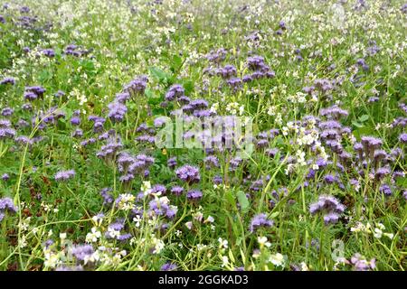 lacy Phacelia, Blauer oder Purpurtanz, Rainfarn-Haselie, Büschelschön, Phacelia tanacetifolia, mézontófű, Europa Stockfoto
