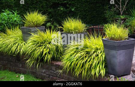 Aureola goldfarbenes japanisches Gras von Hakone Stockfoto