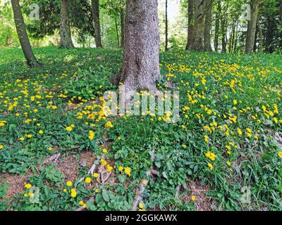 Am schattigen Waldrand blüht der gelbe Hain Salat, Italien, Lombardei, Region Passo del Mare, Idrosee, Stockfoto