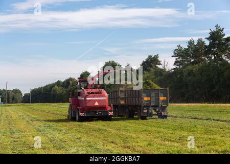 Mähdrescher ernten ein grünes Feld- und entlädt Weizen Silomais auf eine doppelte Lkw-anhänger. Stockfoto