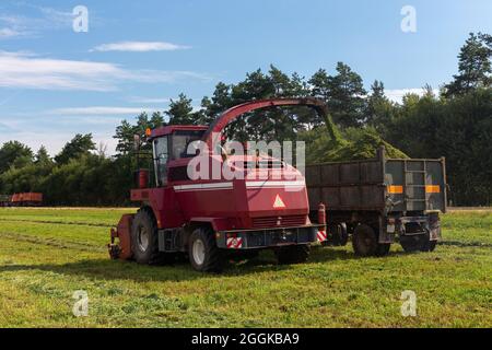 Mähdrescher ernten ein grünes Feld- und entlädt Weizen Silomais auf eine doppelte Lkw-anhänger. Stockfoto