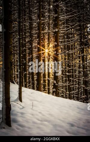 Sonne im Winterwald Stockfoto