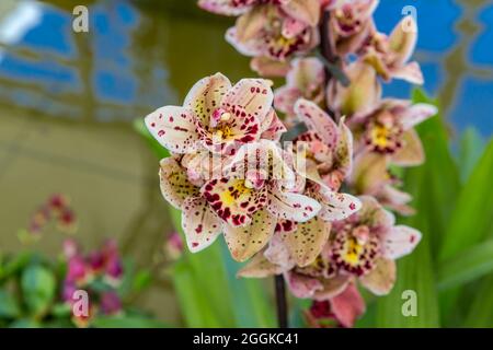 Orchideen, Blumenhalle, Inspiration Natur, Landesgartenschau, Ingolstadt 2020, Neue Bezeichnung 2021, Ingolstadt, Bayern, Deutschland, Europa Stockfoto