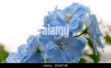 Hellblaues Delphinium, Delphinium, Blumenhalle, inspiration Natur, State Garden Show, Ingolstadt 2020, neue Amtszeit 2021, Ingolstadt, Bayern, Deutschland, Europa Stockfoto