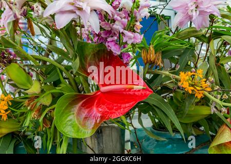 Flamingo Blume, Anthurium, Blumenhalle, Inspiration Natur, State Garden Show, Ingolstadt 2020, neue Amtszeit 2021, Ingolstadt, Bayern, Deutschland, Europa Stockfoto