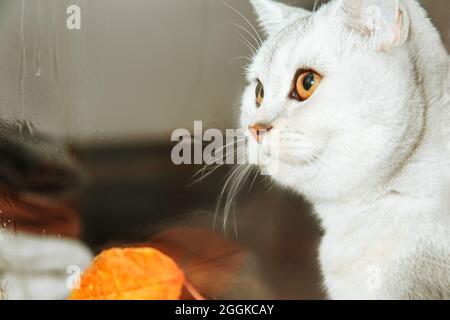 Weiße britische Katze, die auf einer Fensterbank sitzt und herabfallende Blätter anschaut. Herbst, Regen. Stockfoto
