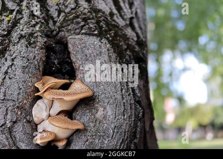 An einem Sommertag wachsen aus einem Loch in einem Baum im Wald Polyporus squamosus Pilze. Nahaufnahme, selektiver Fokus und Kopierbereich Stockfoto