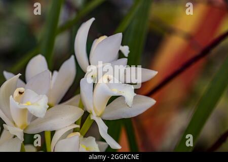 Weiße Orchideen, Blumenhalle, Inspiration Natur, Landesgartenschau, Ingolstadt 2020, Neue Bezeichnung 2021, Ingolstadt, Bayern, Deutschland, Europa Stockfoto