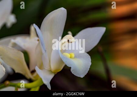 Weiße Orchideen, Blumenhalle, Inspiration Natur, Landesgartenschau, Ingolstadt 2020, Neue Bezeichnung 2021, Ingolstadt, Bayern, Deutschland, Europa Stockfoto