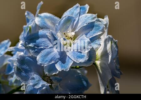 Hellblaues Delphinium, Delphinium elatum, Blumenhalle, Inspiration Nature, State Garden Show, Ingolstadt 2020, neue Amtszeit 2021, Ingolstadt, Bayern, Deutschland, Europa Stockfoto