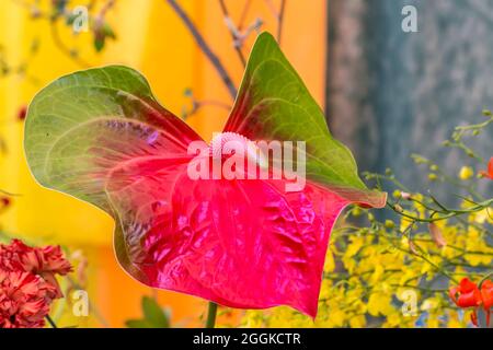 Riesige Flamingo-Blumen, Anthurium, Blumenhalle, Inspiration Natur, State Garden Show, Ingolstadt 2020, neue Amtszeit 2021, Ingolstadt, Bayern, Deutschland, Europa Stockfoto