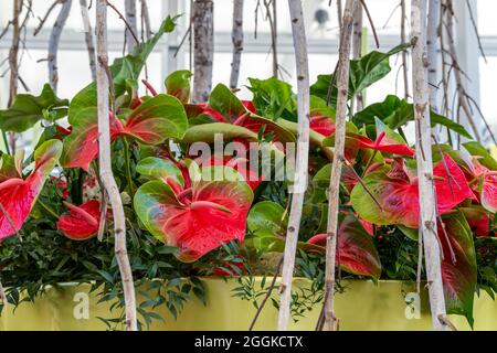 Riesige Flamingo-Blumen, Anthurium, Blumenhalle, Inspiration Natur, State Garden Show, Ingolstadt 2020, neue Amtszeit 2021, Ingolstadt, Bayern, Deutschland, Europa Stockfoto