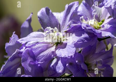 Delphinium elatum, Blumenhalle, Inspiration Natur, Landesgartenschau, Ingolstadt 2020, Neue Bezeichnung 2021, Ingolstadt, Bayern, Deutschland, Europa Stockfoto