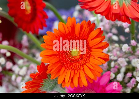 Orange Gerbera, Blumenhalle, Inspiration Natur, Landesgartenschau, Ingolstadt 2020, Neue Bezeichnung 2021, Ingolstadt, Bayern, Deutschland, Europa Stockfoto