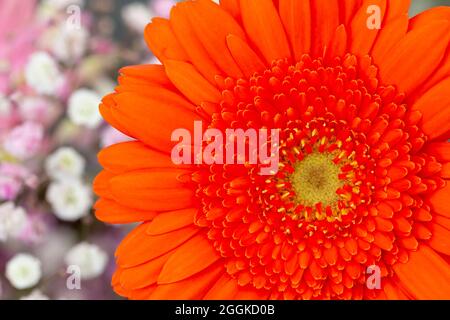 Orange Gerbera, Blumenhalle, Inspiration Natur, Landesgartenschau, Ingolstadt 2020, Neue Bezeichnung 2021, Ingolstadt, Bayern, Deutschland, Europa Stockfoto