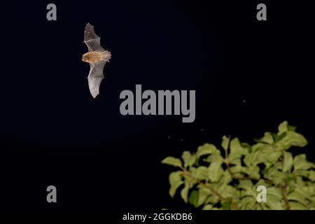 Fledermaus, Zwergfledermaus, Zwergfledermaus, im Flug Stockfoto